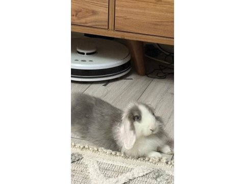 Sağlıklı bakımlı lop tavşanı 4 aylık