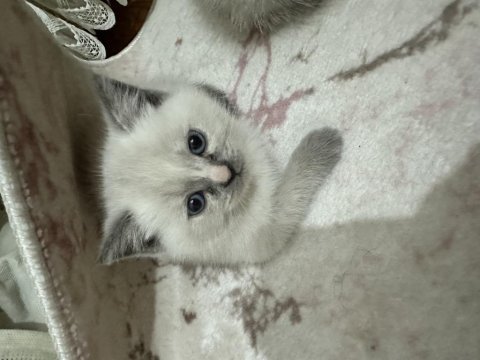 Dişi ve erkek 2 tane yavru british shorthair