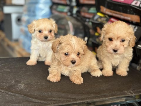 Çok özel wc eğitimli kore maltipoo