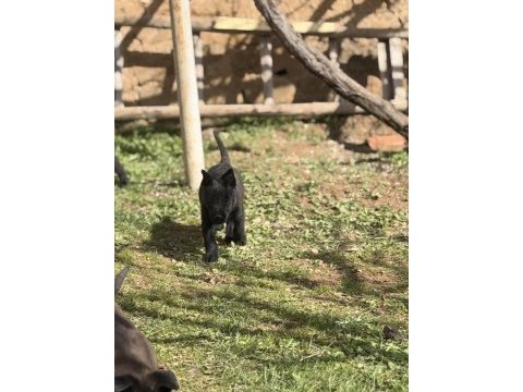 Koyu maskeli hırslı malinois yavrular