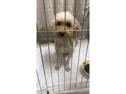 1.5 yaşında dişi poodle