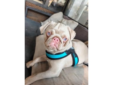 Ping pug yavrumuz