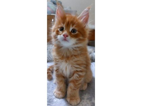 Full şecereli maine coon ünvanlı ebeveynlerden