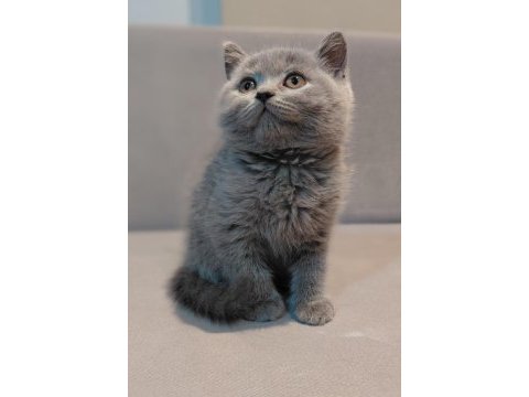 British shorthair erkek yavrumuz