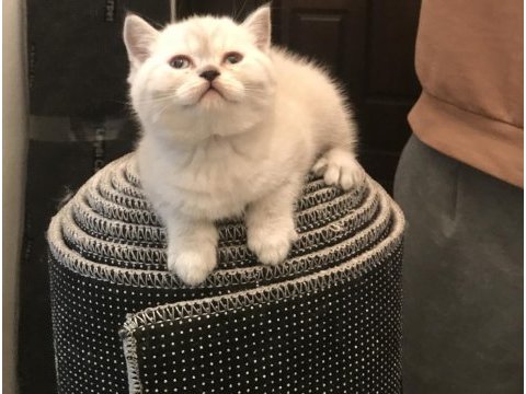 Scottish straight ve scottish fold