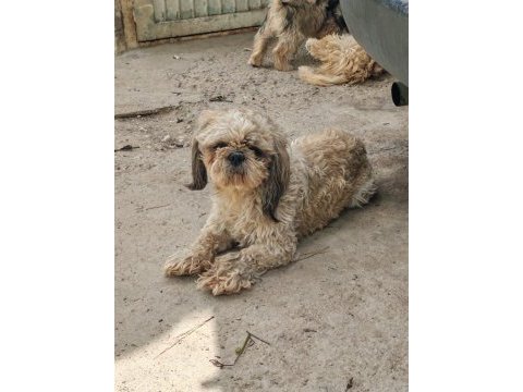 Maltese terrier ve shih-tzu