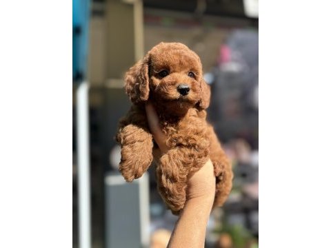Toy poodle prenses