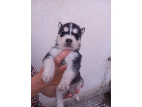 A kalite husky bebekler