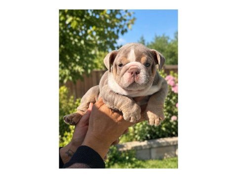 Üst düzey şecereli ingiliz bulldog yavrular