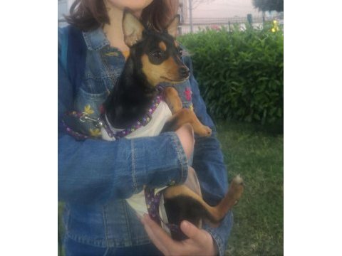 Minyatür pinscher yavrularımız sahiplendirilecek