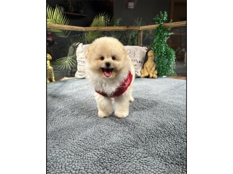 Muhteşem tatlılıkta maltipoo yavrumuz