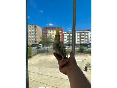 Ev üretimi sultan papağanı yavruları 5 & 3.5 aylık
