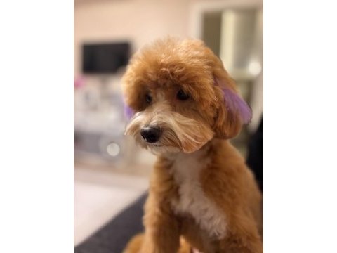 1 yaşında tuvalet eğitimli sütlü karamel renk maltipoo