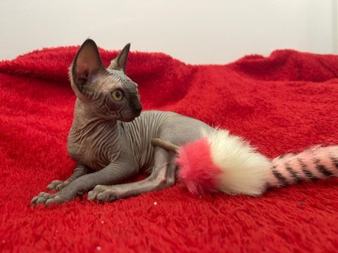 Sphynx sfenks tüysüz dişi erkek yavruları