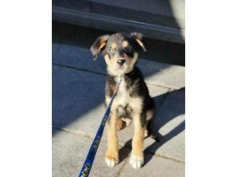 4 aylık rottweiler