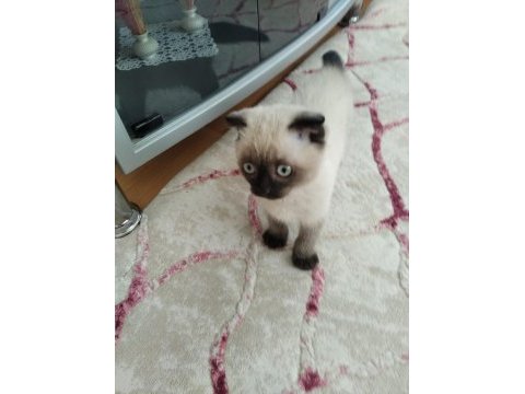 Scottish fold kedimiz duman yeni sahiplerini arıyor