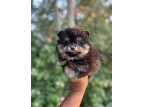 Tamamen yurt dışı kanı orjinal pomeranian boo yavrular