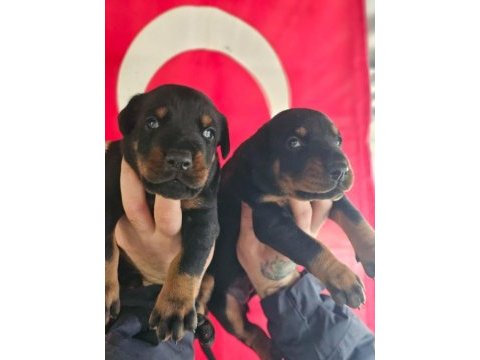 Fcı şecereli king doberman yavrular
