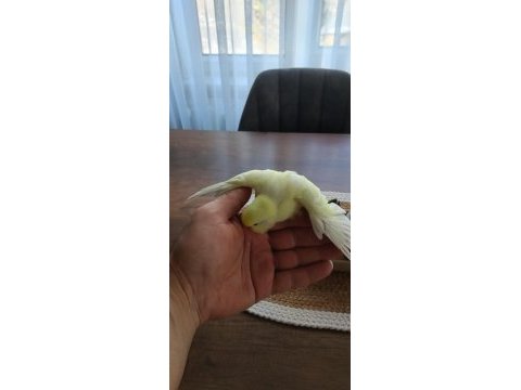 Yeni yeme düşmüş muhabbet yavrular ve takımlar