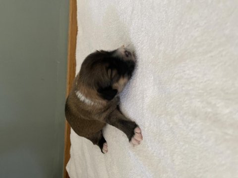 Emzikten kesilince gönderim yapılacak köpekler