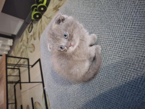 Eşsiz bir güzellik scottish fold