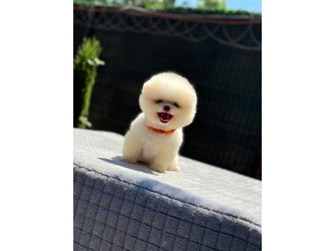 Sevgi dolu pomeranian