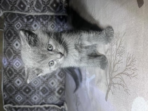 Yavru kedi (0-3) aylık british shorthair