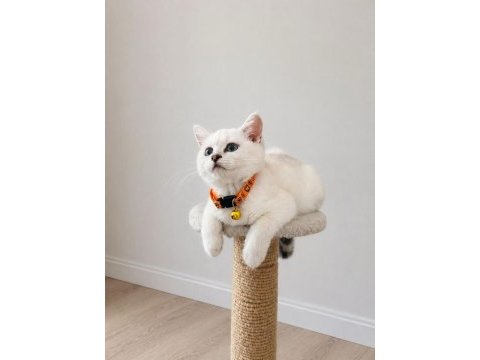 Orijinal safkan british shorthair