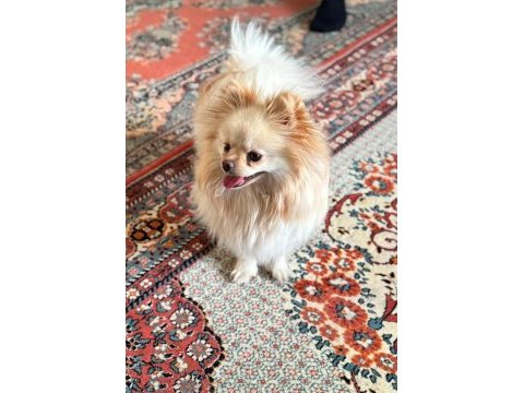 2 yaşında dişi pomeranian doğum tecrübeli