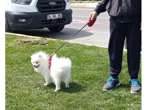 Beyaz pomeranian 15 aylık oğlum