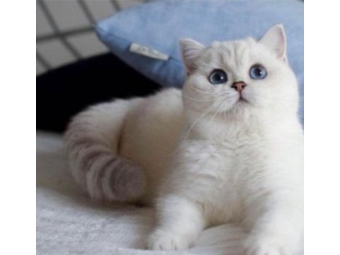 British shorthair dişi