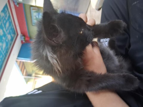 Yavru maine coon gözler yeşil