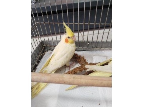 Yeni yeme düşmüş ele alışık ısırma bilmez bebek kuşlar