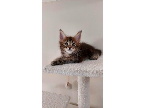 Full şecereli maine coon ünvanlı ebeveynlerden polydactil
