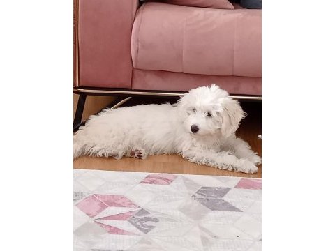 7 aylık maltipoo aşıları tam çipi var temel eğitimi var