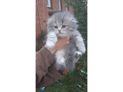 2 aylık inanılmaz sevimli oyuncu scottish fold / straight