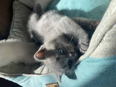 British shorthair ve blue point yavru kediler