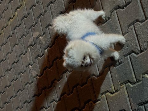 4 yaşında eğitimli pomeranian