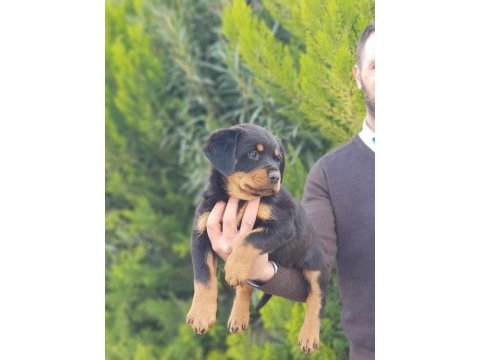Koca kafa rottweiler yavrularımız