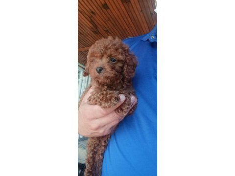 Toy poodle bebekler ev üretimi safkan kore kan çorlu
