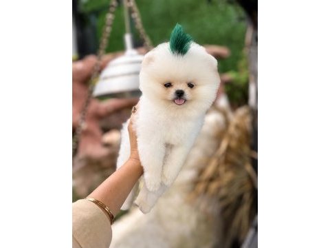 Sağlık ve ırk garantili pomeranian boo