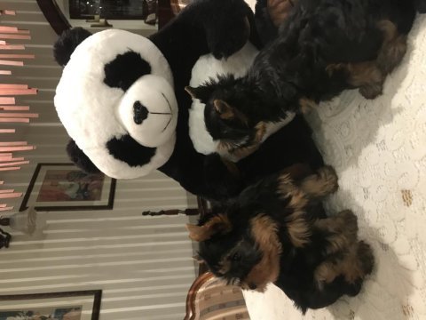 0 numara yorkshire terrier yavrularımız