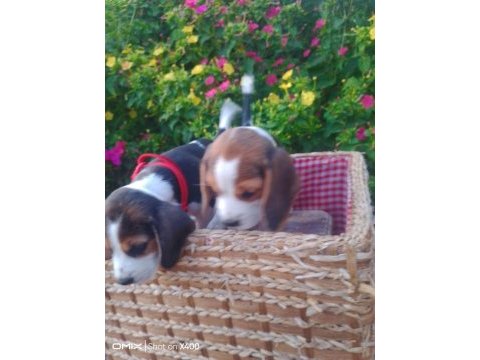Elizabeth beagle yavrular