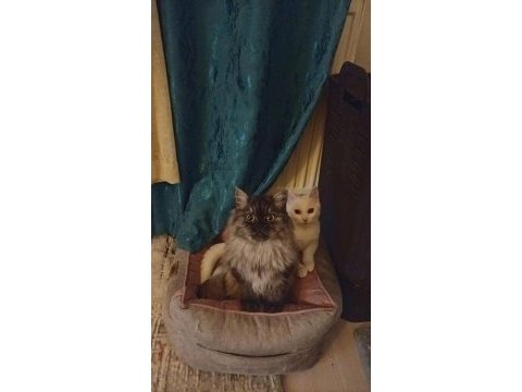 1 yaşında british longhair kızlar yeni yuvalarini ariyor