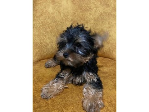 3 aylık dişi yorkshire terrier yavrular