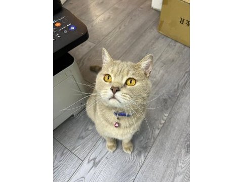 British shorthair kedimizi sahiplendiriyorum ücretsiz