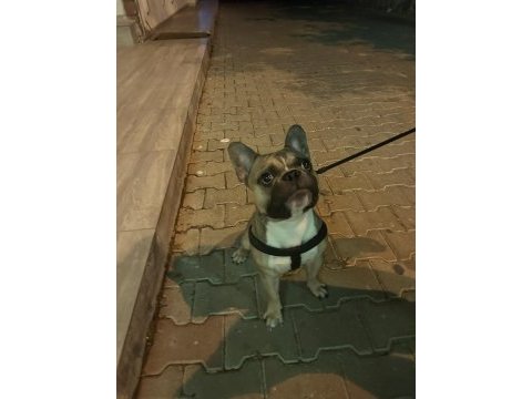 1 yaşında fawn erkek french bulldog