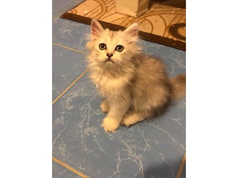 British longhair uysal kedimiz