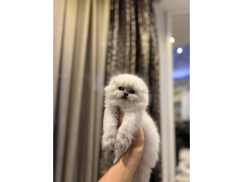 Ayı surat scottısh fold longhaır yavrularım 