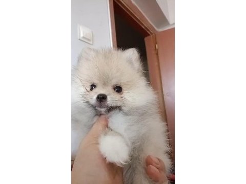 Pomeranian baby face